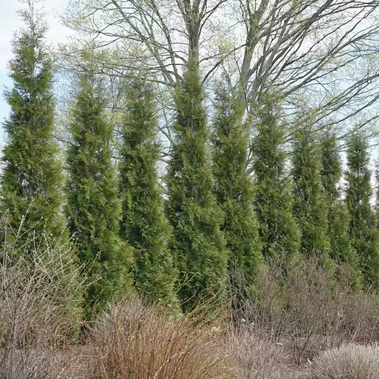 A hedge of American Pillar arborvitae in winter